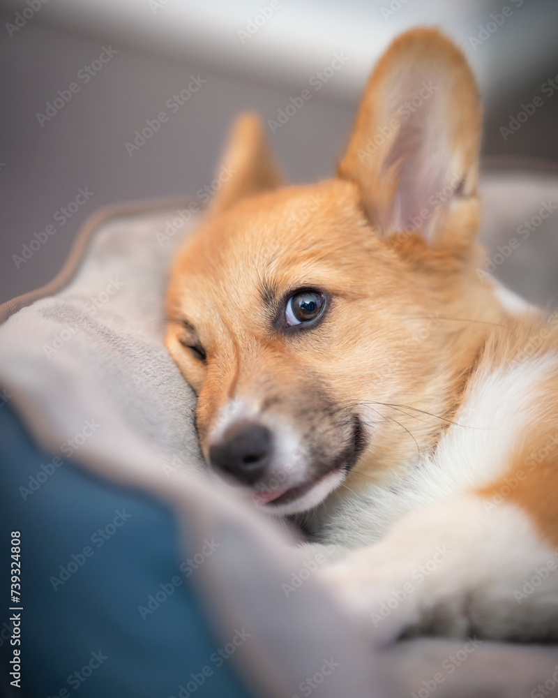 Corgi puppy with huge ears and puppy dog eyes laying in a dog bed with a funny squished face Corgi puppy with huge ears and puppy dog eyes laying in a dog bed with a funny squished face