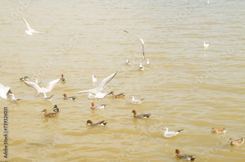 Seagulls and wild ducks are active at the seaside of Shenzhen Bay