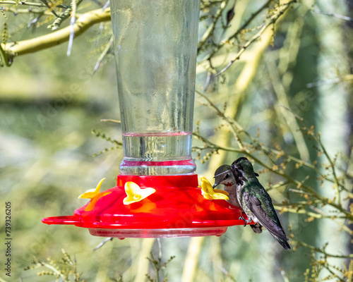 Beautiful humingbirds iaround a feeder photo