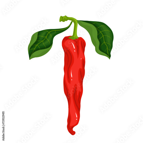 A pod of ripe red chili pepper. Vector graphics.