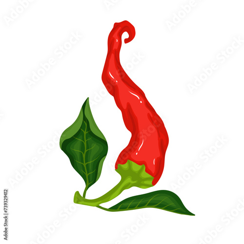 A pod of ripe red chili pepper. Vector graphics.