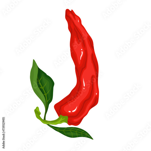 A pod of ripe red chili pepper. Vector graphics.