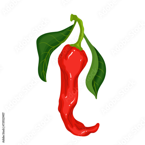 A pod of ripe red chili pepper. Vector graphics.