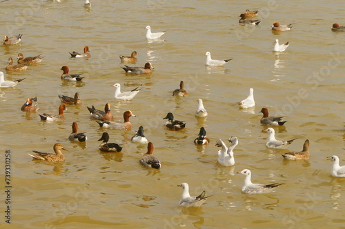 Seagulls and wild ducks are active at the seaside of Shenzhen Bay