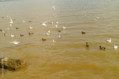 Seagulls and wild ducks are active at the seaside of Shenzhen Bay