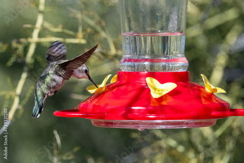 Beautiful humingbirds iaround a feeder