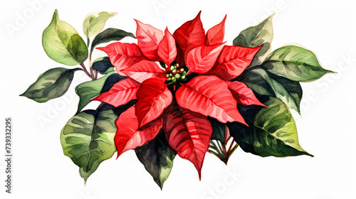 A vibrant red poinsettia thrives in a garden  adding festive charm and color to the outdoor space.