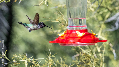 Beautiful humingbirds iaround a feeder photo