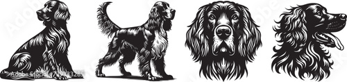 Setter breed dog, full silhouette black and white vector photo