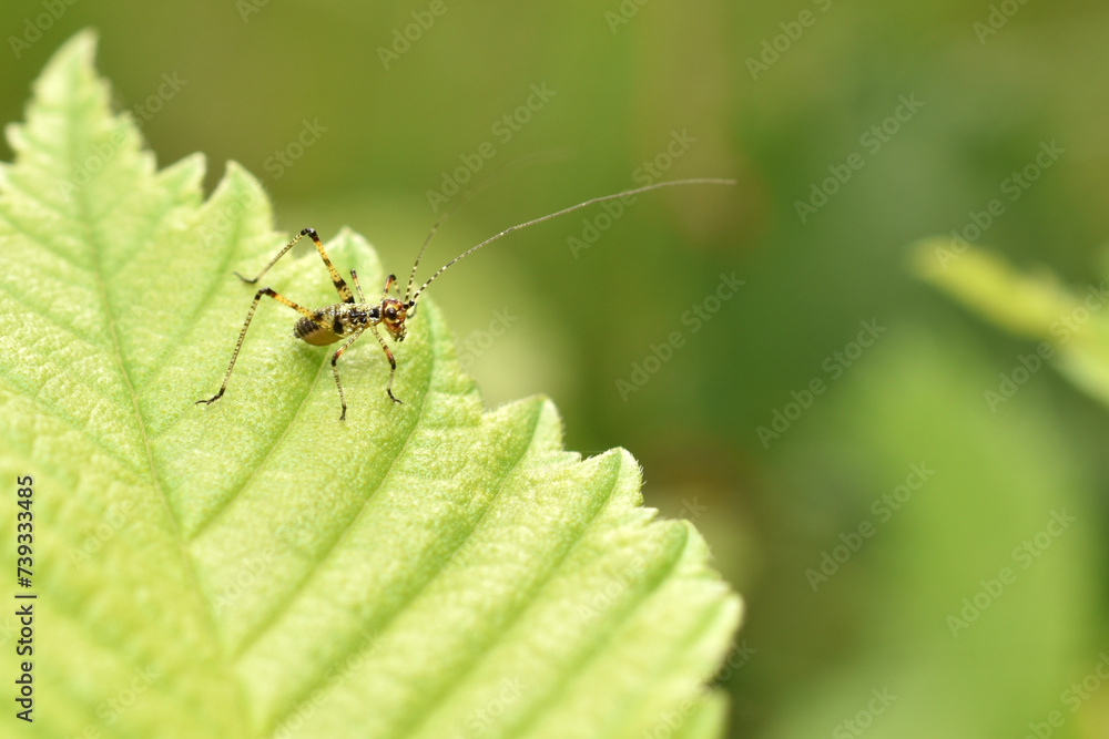 Leaf Katydid Nymph of the Subfamily Phaneropterinae Leaf Katydid Nymph of the Subfamily Phaneropterinae