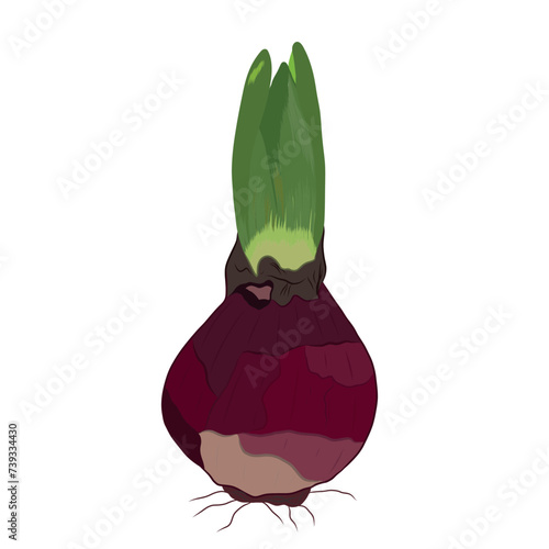 Vector illustration of flower bulb