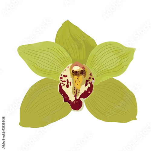Vector illustration of orchid flower