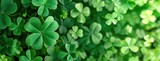 Green background with shamrock background and clover.