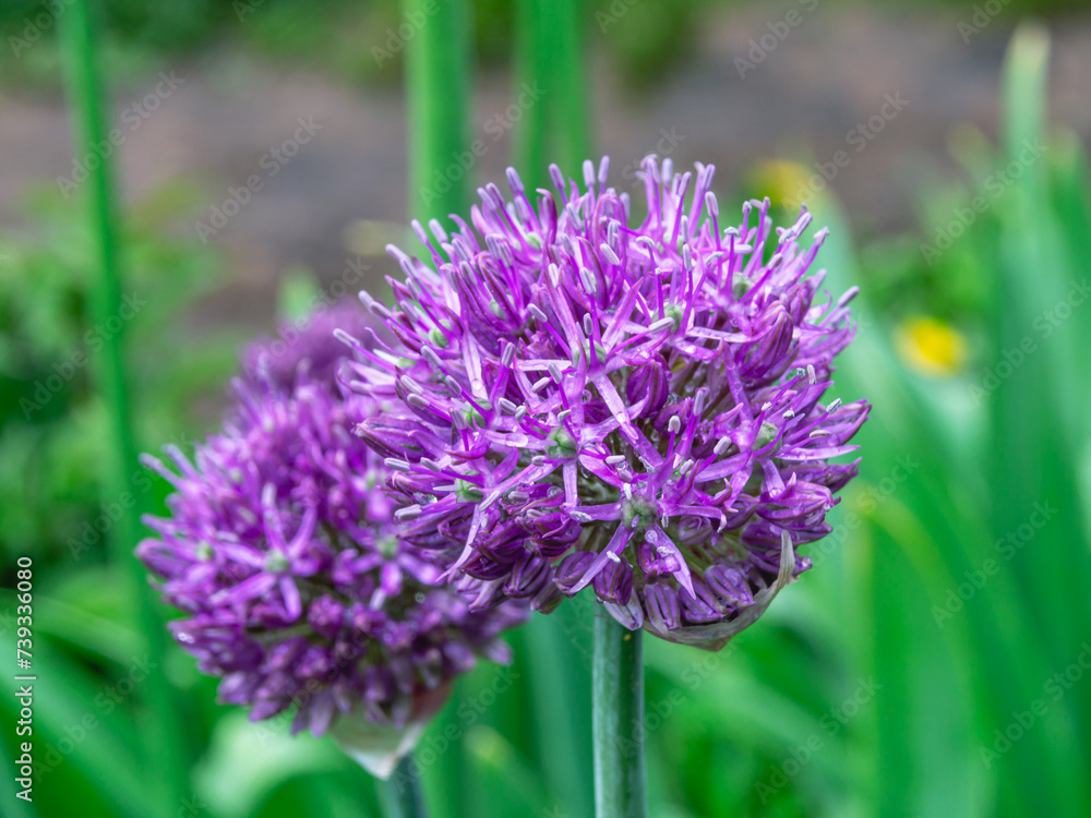 Blooming purple garlic on a background of green grass. Garlic for eating and cooking. Plants with a large amount of vitamins and nutrients for human health. Blooming purple garlic on a background of green grass. Garlic for eating and cooking. Plants with a large amount of vitamins and nutrients for human health.