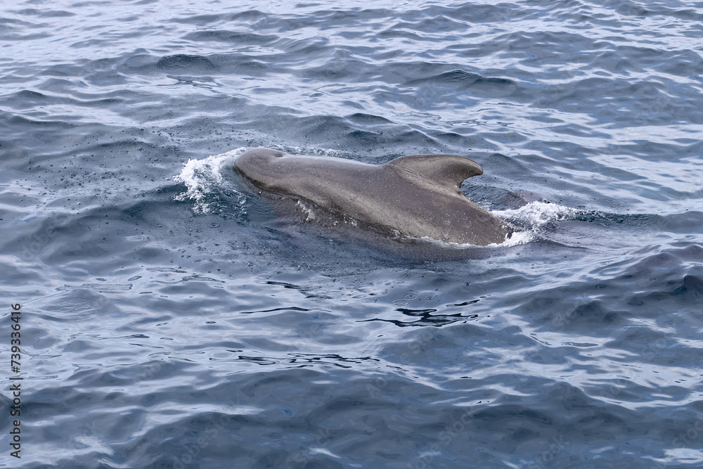 Fototapeta premium Amidst the cool, rolling waves, a pilot whale is captured in its natural habitat, near the remote beauty of the Lofoten Islands