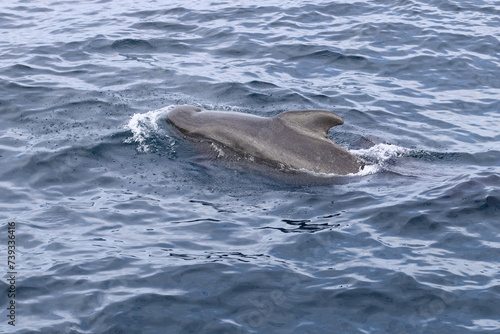  Amidst the cool, rolling waves, a pilot whale is captured in its natural habitat, near the remote beauty of the Lofoten Islands