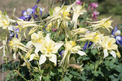 Beautiful common columbine flowers photo