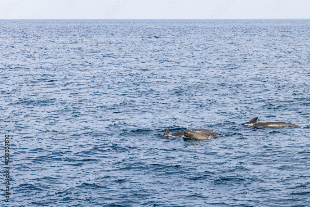Fototapeta premium A family of pilot whales (Globicephala melas) including a young calf, navigates the cool, textured waters of the Norwegian Sea, off the scenic Andenes coas