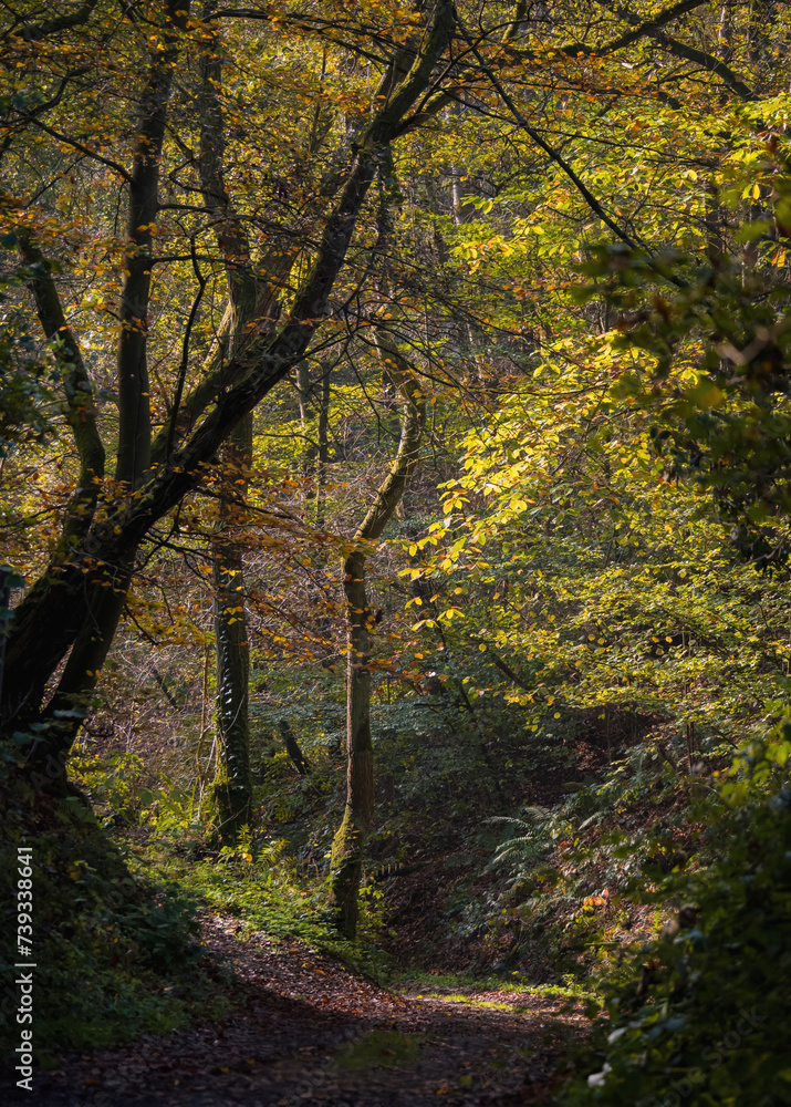 Natur in Marburg, Frühmorgens romantischer Waldweg in Ockershausen 
