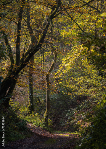 Natur in Marburg, Frühmorgens romantischer Waldweg in Ockershausen 