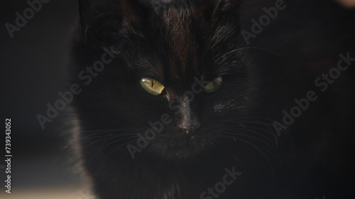 black cat with green eyes. close-up of a black cat's face