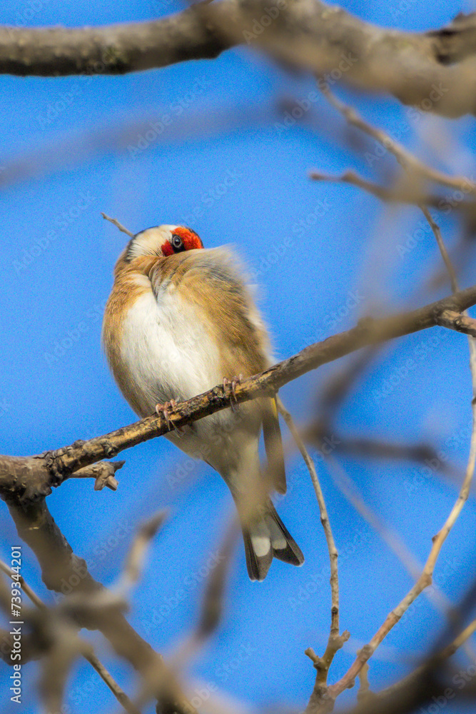 European Goldfinch perched on a tree branch in the morning light European Goldfinch perched on a tree branch in the morning light