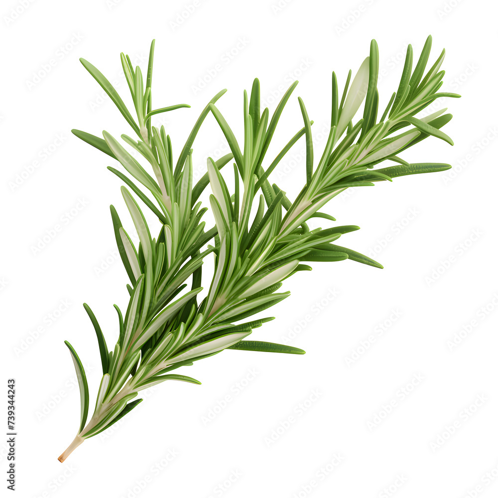 Fototapeta premium Rosemary isolated on white and transparent background, Top view.