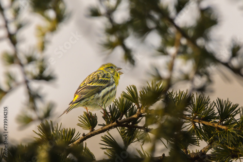 Eurasian Siskin perched on a tree branch in the morning light