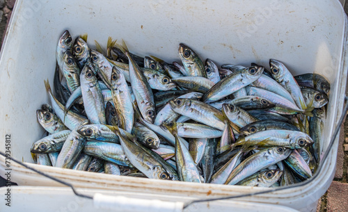 Freshly caught Black Sea fish in a tray for sale