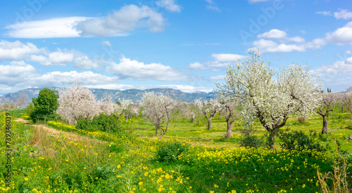 Spring's Symphony: Blooming Almond Trees Amidst Mallorca's Meadows