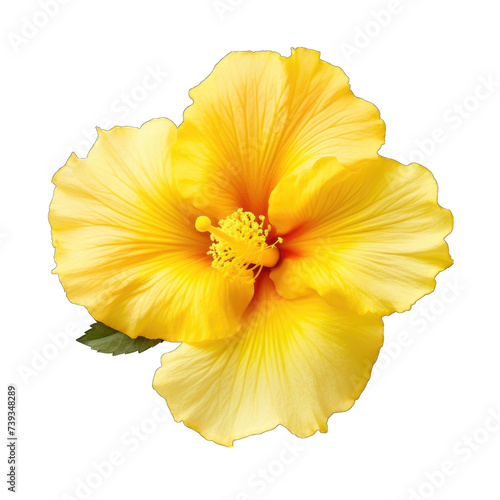 fresh yellow Hibiscus png