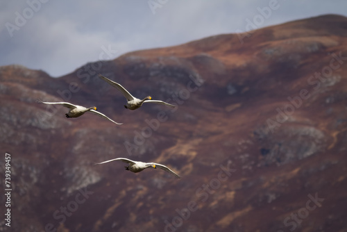 Whooper swans in flight