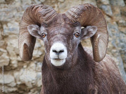 Bighorn Staring Contest