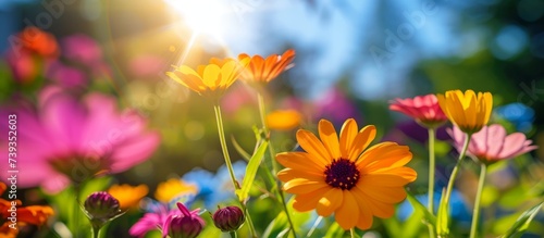 Vibrant and colorful flowers basking in the warm sunlight of a garden