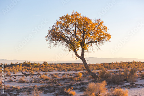Turanga or poplar variegated in Altyn Emel National Park. Kazakhstan photo