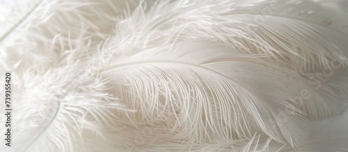 Elegant white feathers floating on a beautiful white background for design inspiration and creativity