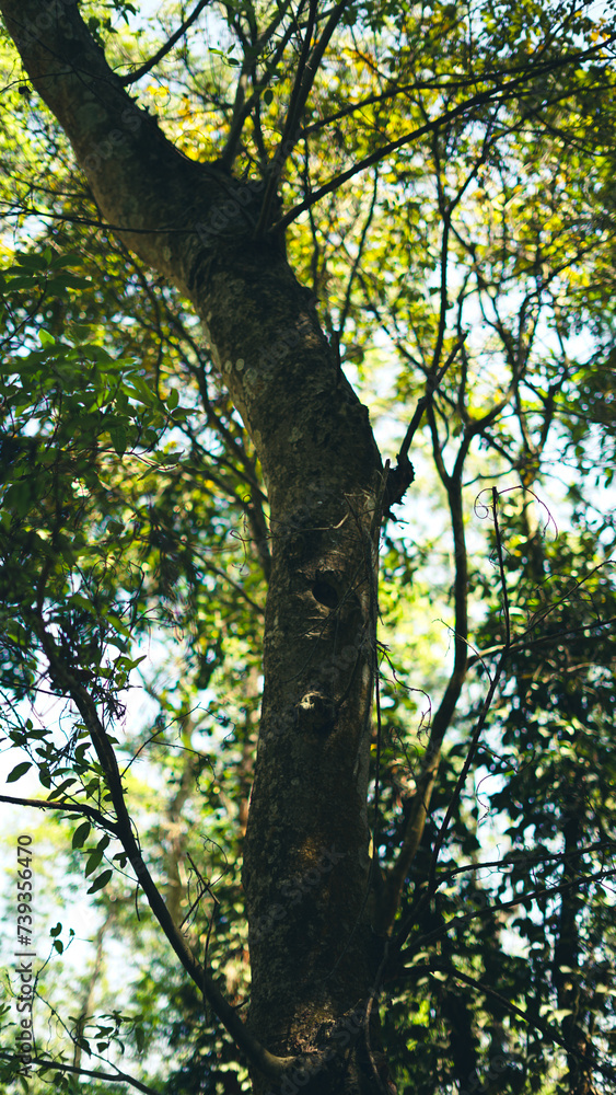 trees in the forest trees in the forest