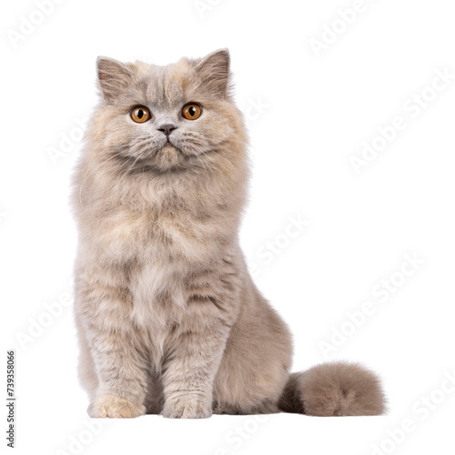 Photos Healthy pretty young adult tortie British Longhair cat, sitting up straight
