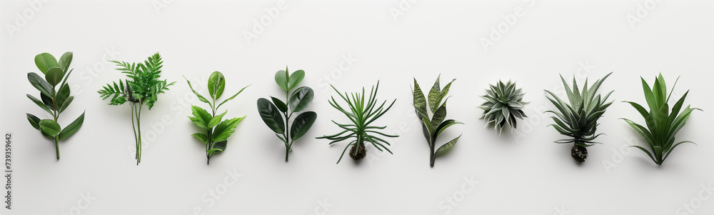 Assorted Houseplants Lined Up on White Background