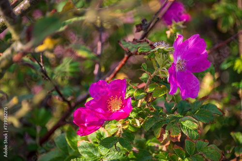 Blühende Heckenrosen in der Dünenlandschaft von Amrum