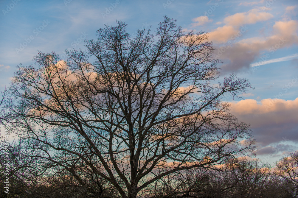 Silhouette kahler Baum vor blauem Himmel mit rosafarbenen Wolken Silhouette kahler Baum vor blauem Himmel mit rosafarbenen Wolken