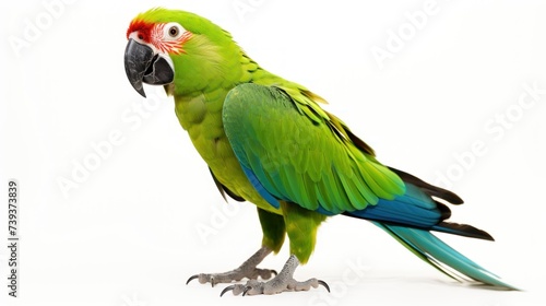 Amazon parrot perched on a branch, isolated on white background. . close up of Amazon. digital ai art, Generative AI photo