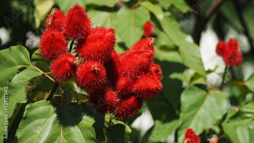 Red Bixa orellana (Annatto Dye Plant) (achioteon) (Lipstick Tree) branches, with bokeh background of green leaves photo