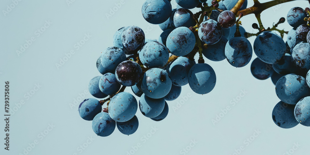Ripe Grapes Clusters isolated on flat background with copy space. Detailed close-up of grape bunches on the vine, ready for harvest. - obrazy, fototapety, plakaty 