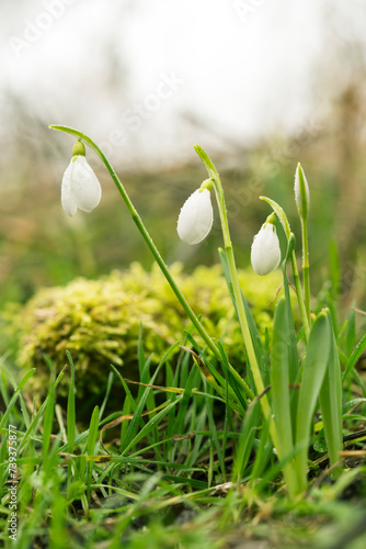 First wild snowdrops in the spring forest. A lot of fresh green grass