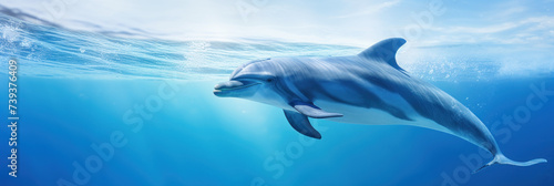 Beautiful dolphin on blue background  wide horizontal panoramic banner with copy space  or web site header with empty area for text.