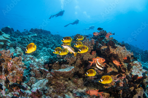 Raccoon butterflyfish, French Polynesia photo