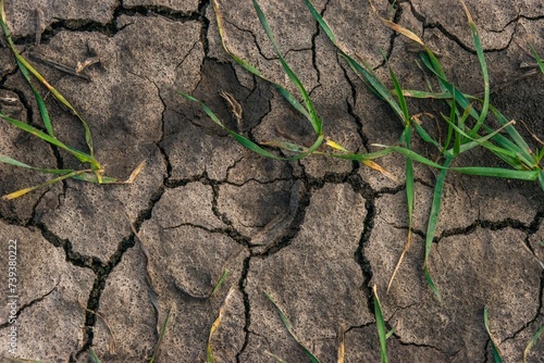 soil with sprouts of winter wheat during winter drought on a sunny day of snowless winter in the south of Russia