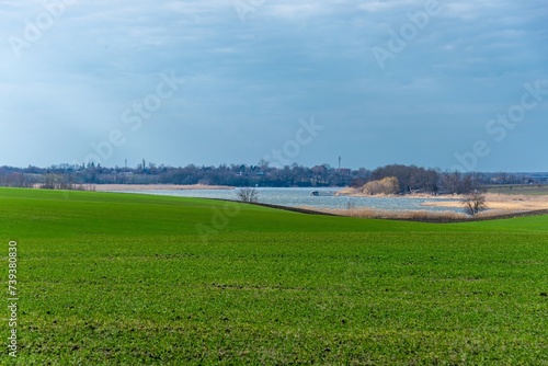 green field of winter wheat on the plain of southern Russia and the bend of the Zelenchuk river with its banks. overgrown with mouse on a cloudy day in January