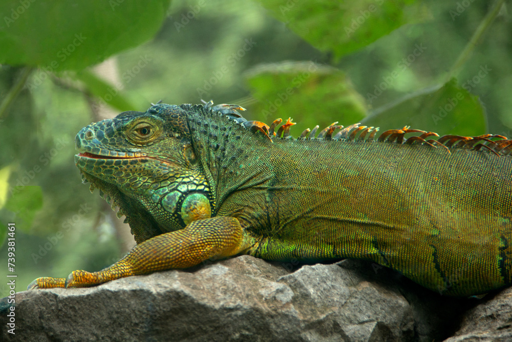 iguana on a branch